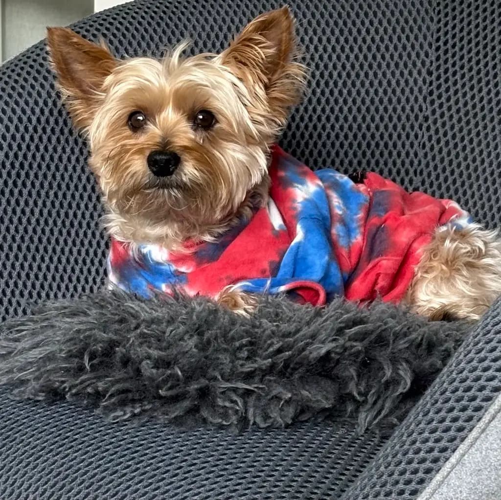 Rani, a small Yorkshire terrier in a red and blue tie-dye sweater, sitting on a grey mesh chair